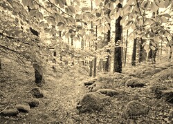 Szary + Sepia
