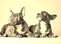 Szary + Sepia