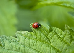 Oryginalny obrazek