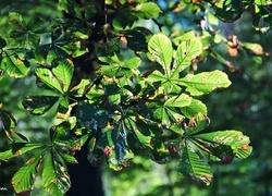 Oryginalny obrazek