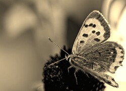 Szary + Sepia