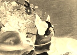 Sepia + Negatyw