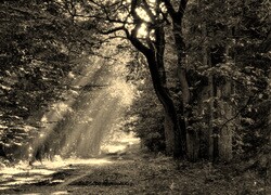 Szary + Sepia