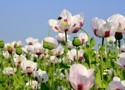 Oryginalny obrazek