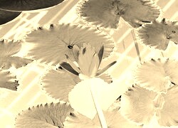 Sepia + Negatyw