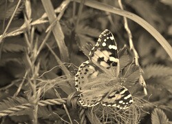 Szary + Sepia