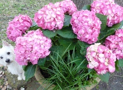 Oryginalny obrazek