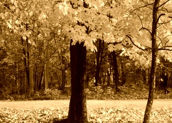 Sepia