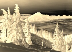 Sepia + Negatyw