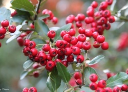 Oryginalny obrazek