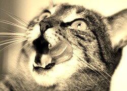 Szary + Sepia