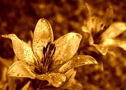 Sepia
