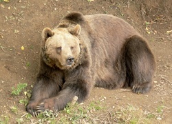 Oryginalny obrazek
