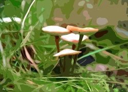 Oryginalny obrazek