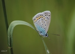 Oryginalny obrazek