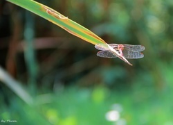 Oryginalny obrazek