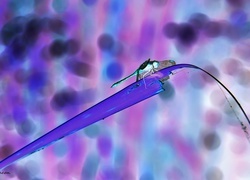 Negatyw