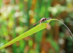 Oryginalny obrazek