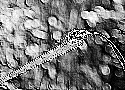 Skamielina