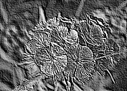 Skamielina