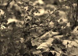 Szary + Sepia