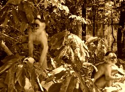 Sepia