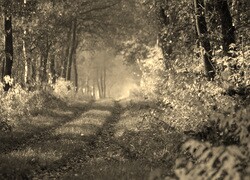 Szary + Sepia