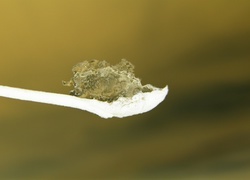 Negatyw