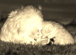 Sepia + Negatyw
