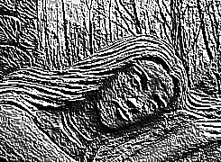 Skamielina