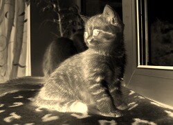 Sepia + Negatyw