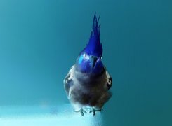 Negatyw