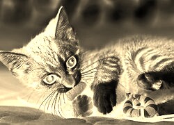 Sepia + Negatyw
