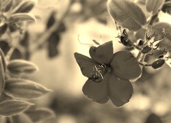 Szary + Sepia