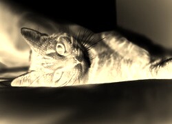 Sepia + Negatyw