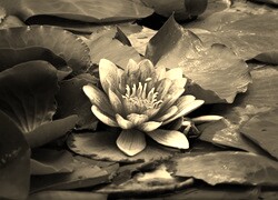 Szary + Sepia