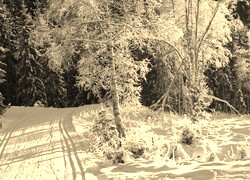 Szary + Sepia