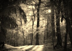 Szary + Sepia