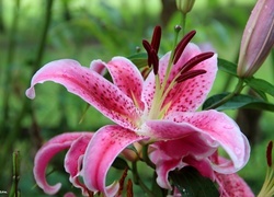 Oryginalny obrazek
