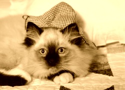 Sepia