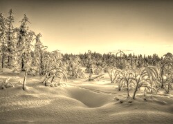 Szary + Sepia