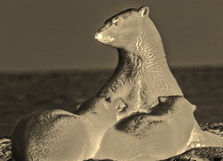 Sepia + Negatyw