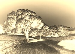 Sepia + Negatyw