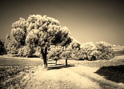 Szary + Sepia