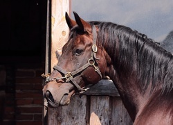 Oryginalny obrazek