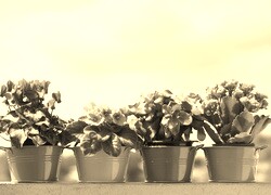 Szary + Sepia