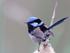 Oryginalny obrazek