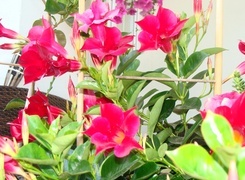Oryginalny obrazek