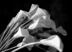 Szary