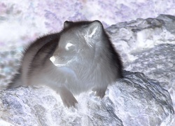Negatyw
